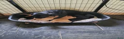 Labrador Retriever dogs for sale: A Super litter of Fox Red & Black Working Lab pups - Advert 7