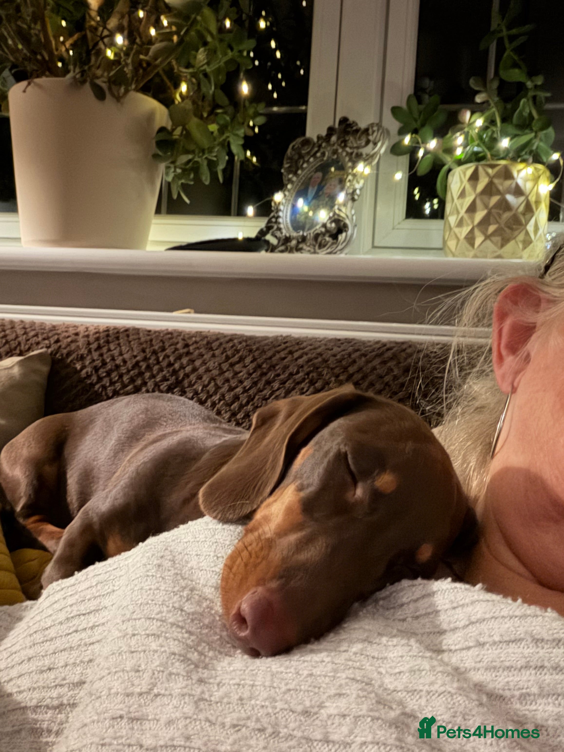 Dachshund dogs Miniature chocolate and Tan - Advert 18