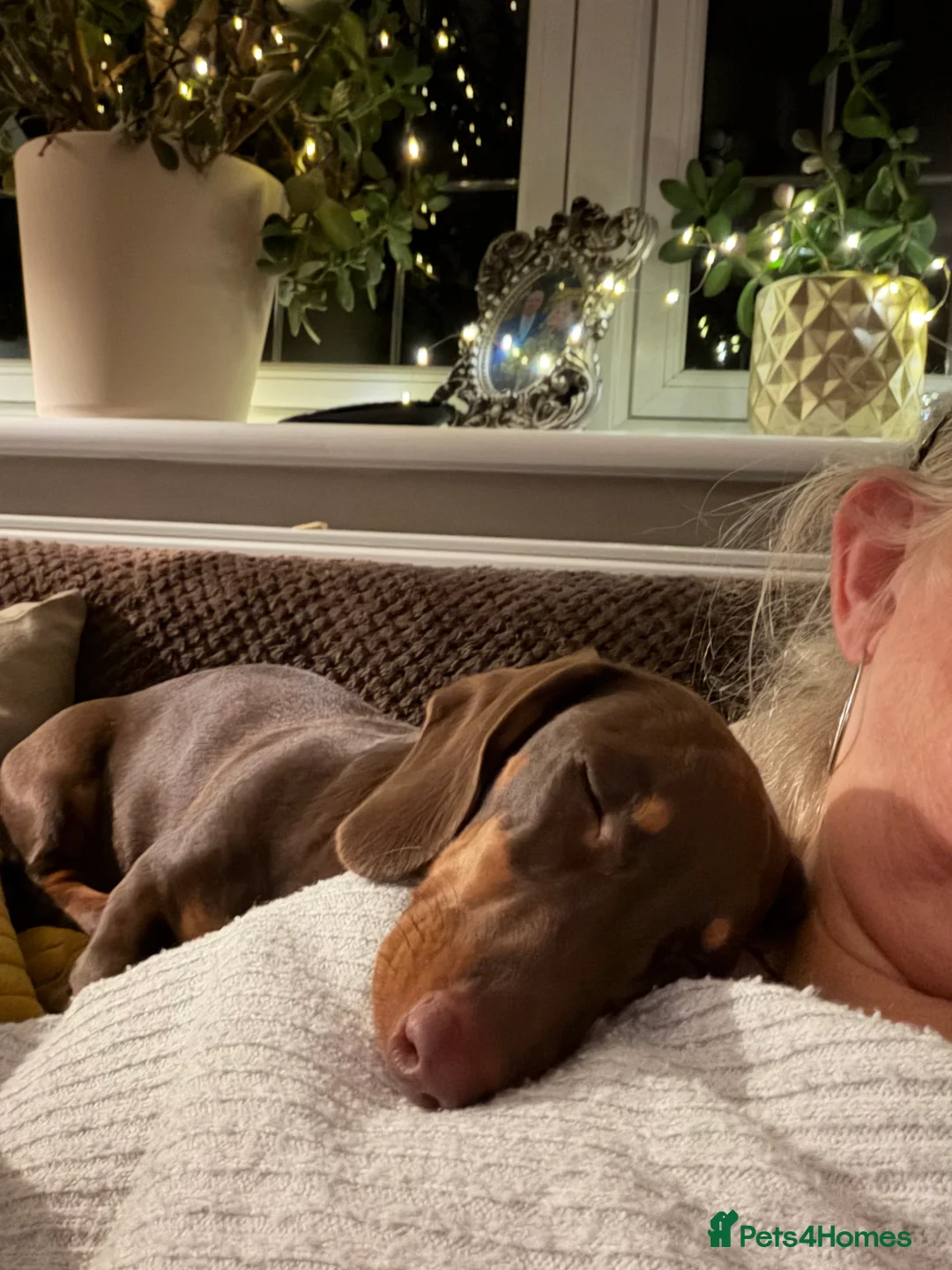 Dachshund dogs for sale: Miniature chocolate and Tan - Advert 1