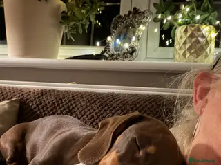 Dachshund dogs Miniature chocolate and Tan - Advert 2