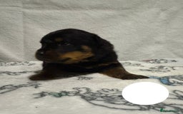 Rottweiler dogs for sale: KC Registered Litter of Rottweilers 💙💗 - Image 9