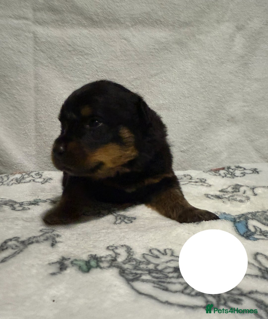 Rottweiler dogs for sale: KC Registered Litter of Rottweilers 💙💗 - Image 9