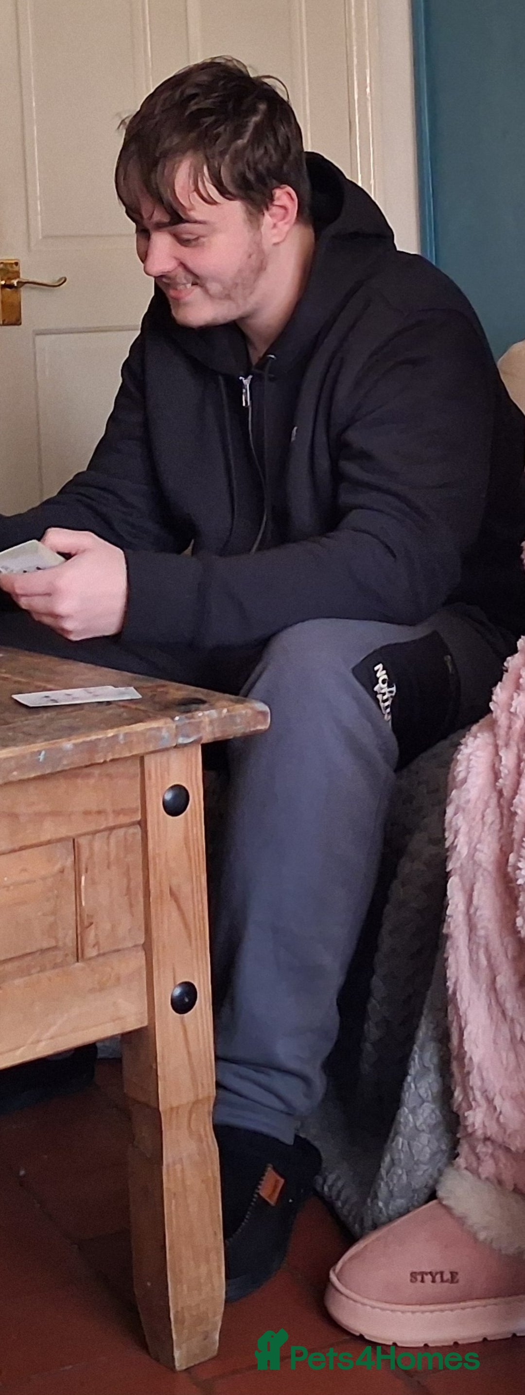 Dachshund dogs for sale: Mini dachshund for sale  - Advert 11