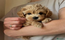 Maltipoo dogs for sale: Beautiful Toy Maltipoo Puppies - Image 3