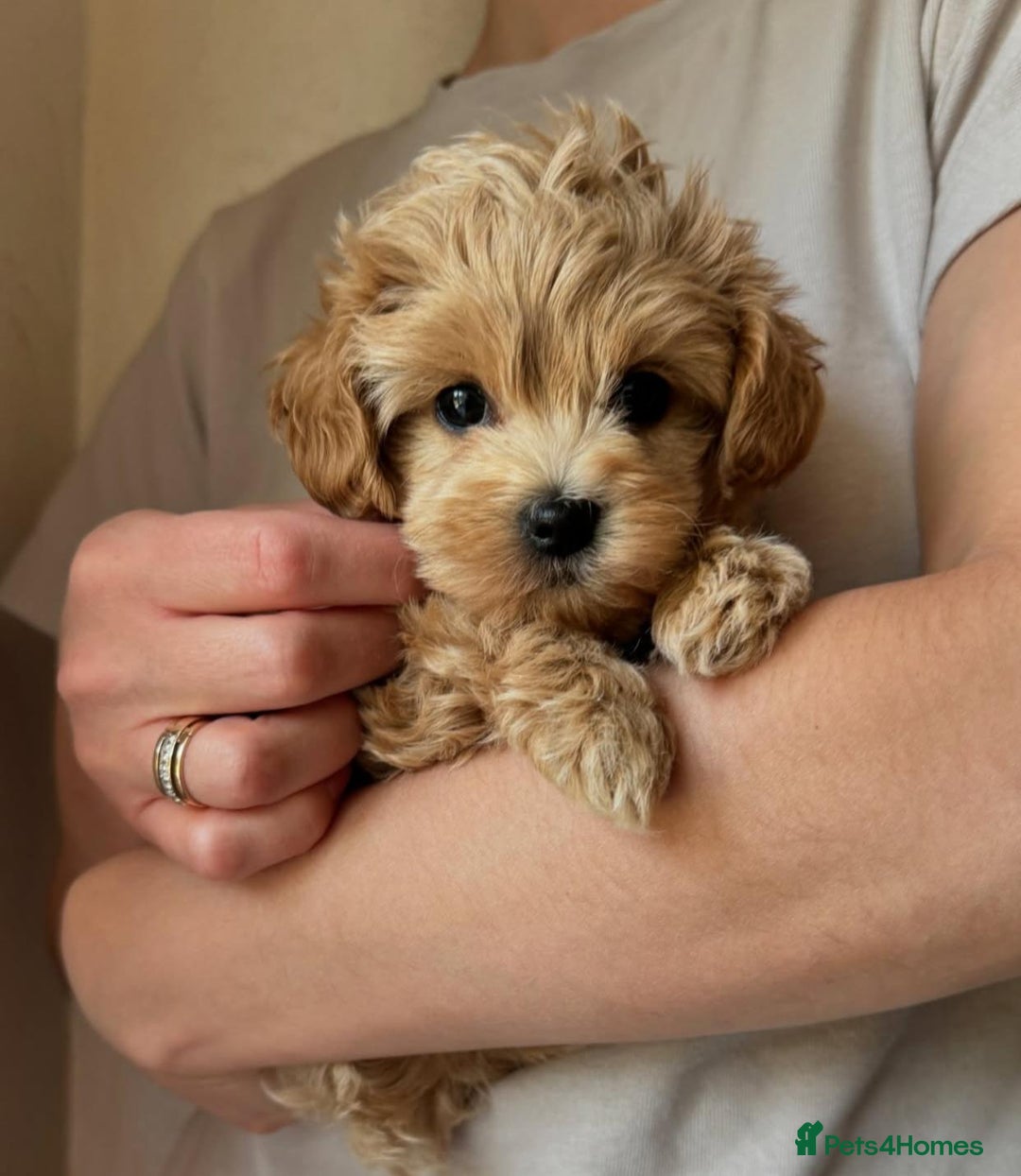 Maltipoo dogs for sale: Beautiful Toy Maltipoo Puppies - Image 3