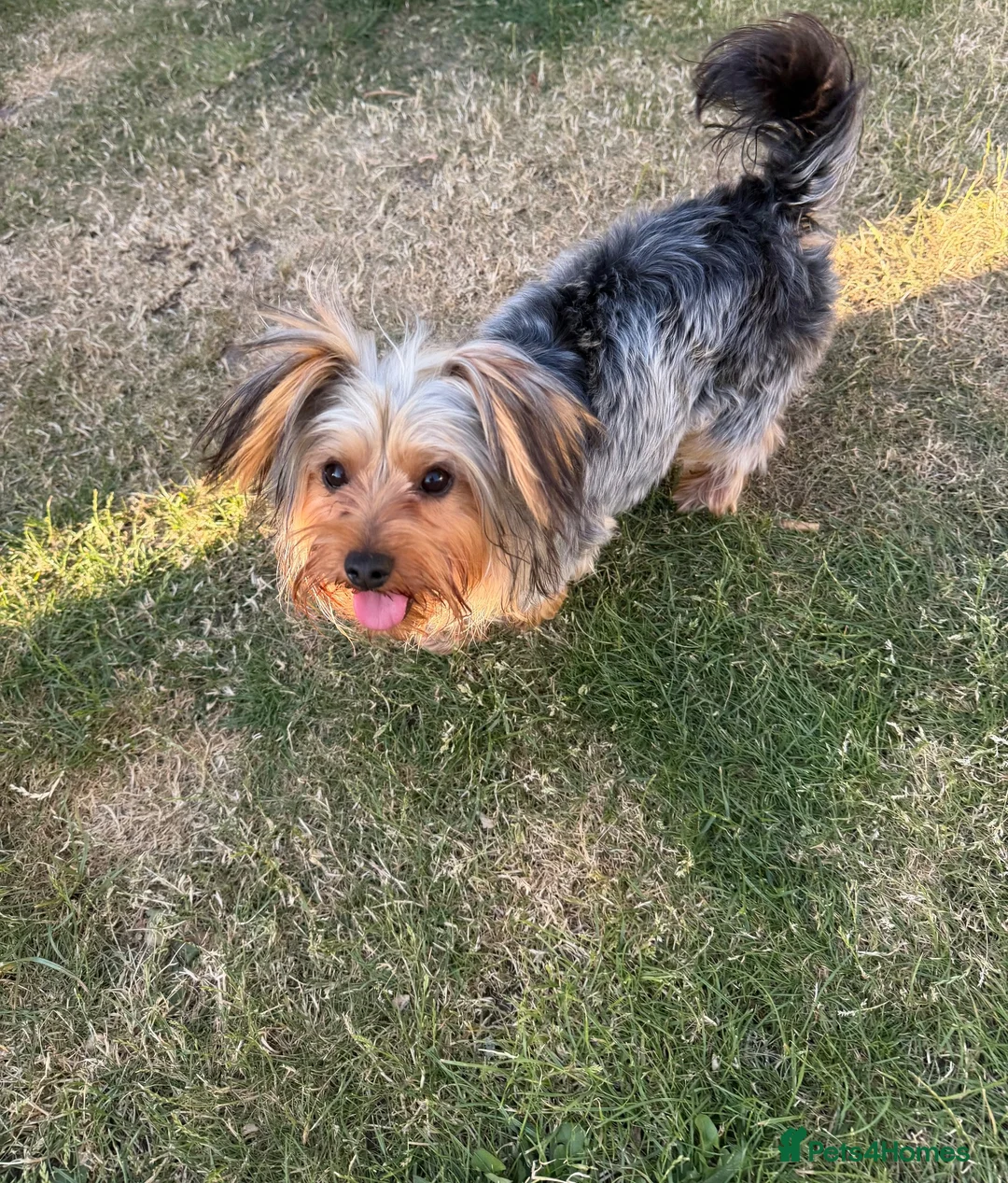 Yorkshire Terrier dogs for sale: Beautiful Yorkshire Terrier - Advert 2