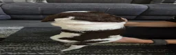 Sprocker dogs for sale: Sprocker Spaniels  - Advert 5