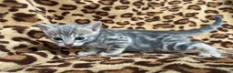Bengal cats for sale: Beautiful Litter of Bengal Kittens - TICA Reg - Advert 4
