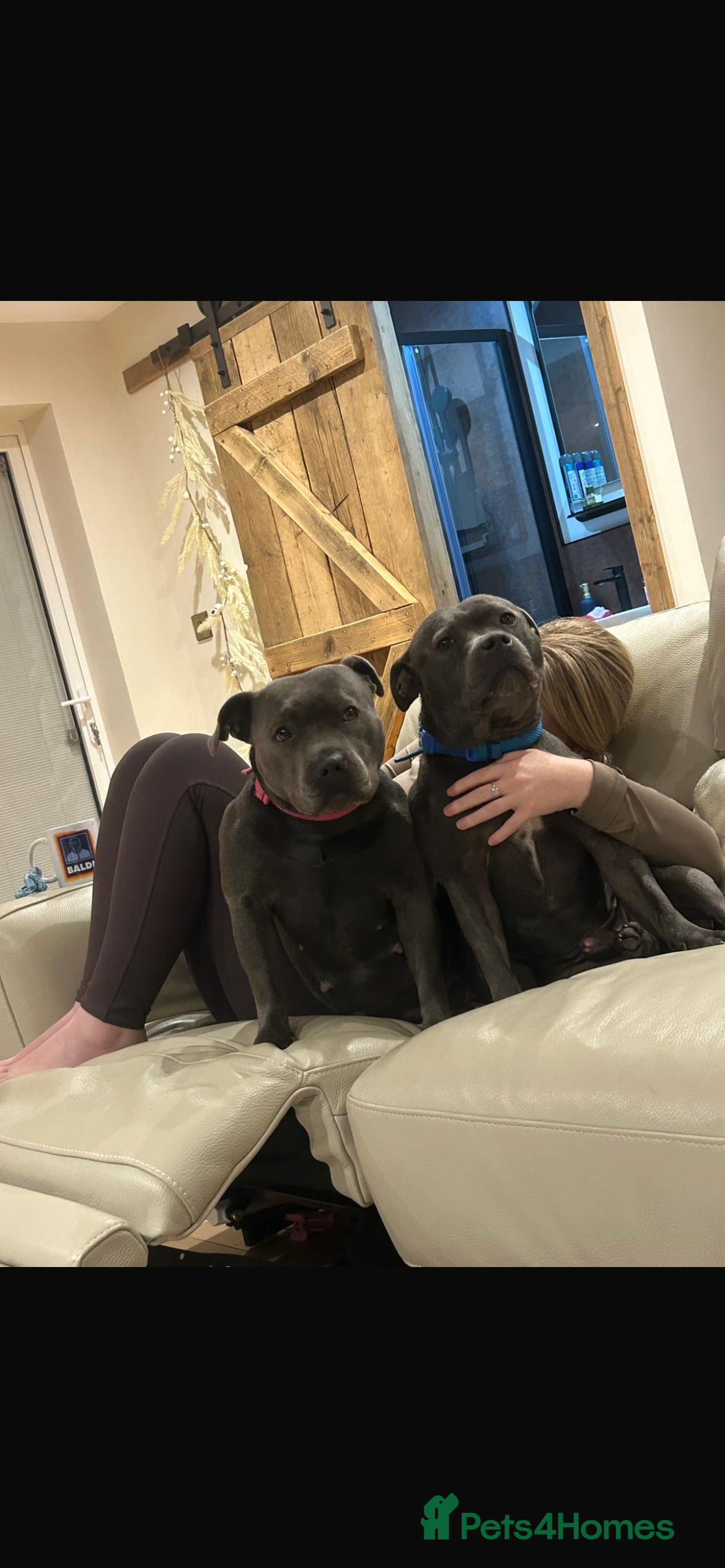 Staffordshire Bull Terrier dogs KC Registered Champion Blue Staffs for sale - Advert 2