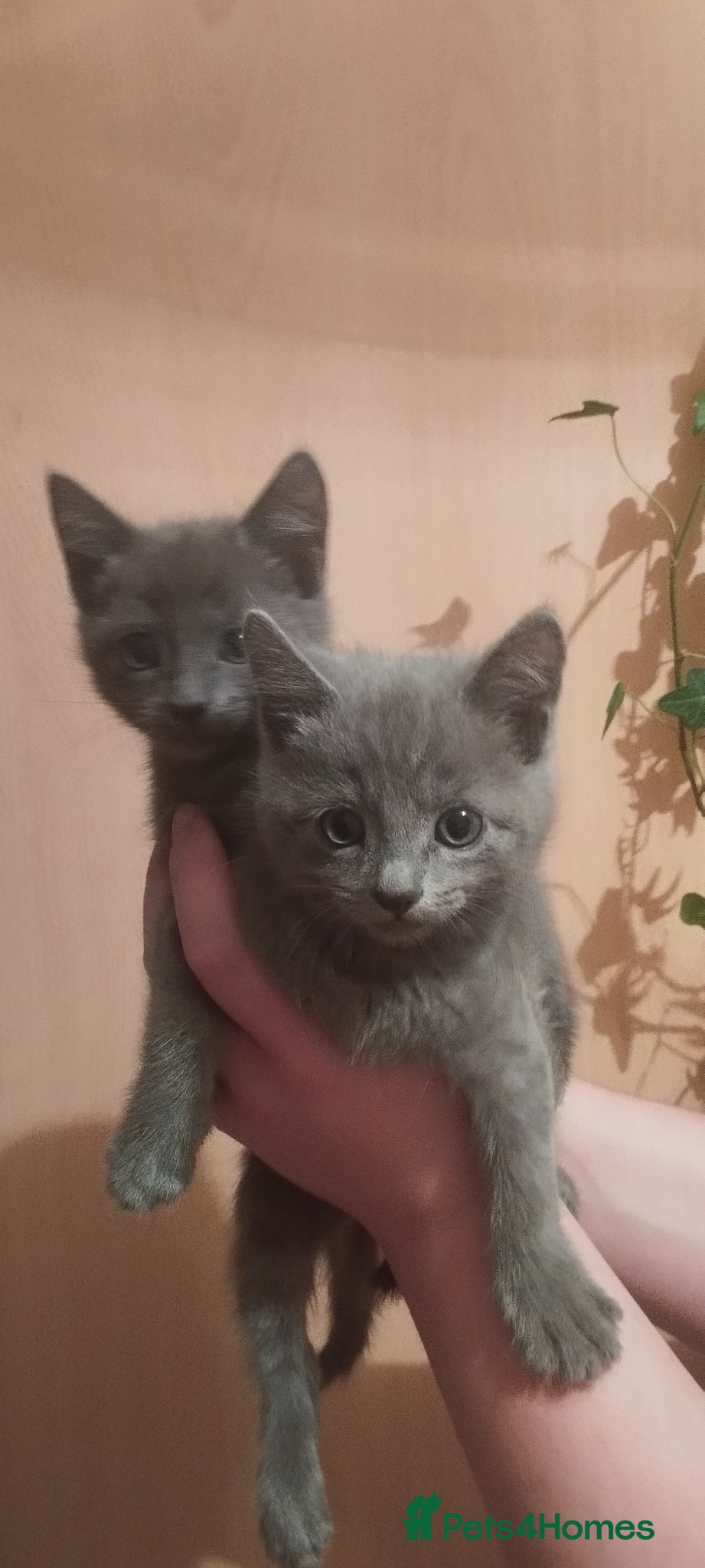 Russian Blue cats Russian Blue kittens  - Advert 3