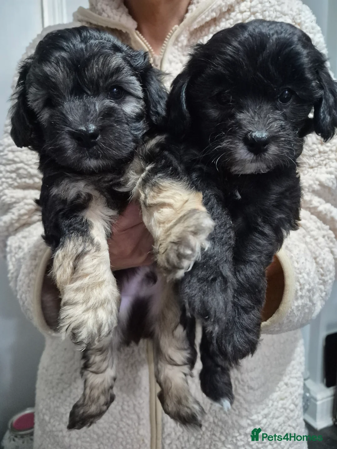 Maltipoo dogs for sale: F1 generation Maltipoo's - Advert 11