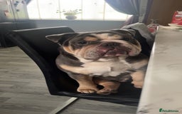 Mixed Breed dogs for sale: Beautiful freelance bulldogs  - Advert 6