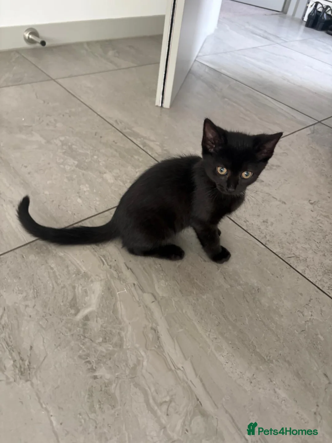 Ragdoll cats for sale:  Half Ragdoll Domestic Shorthair Kitten  - Advert 2