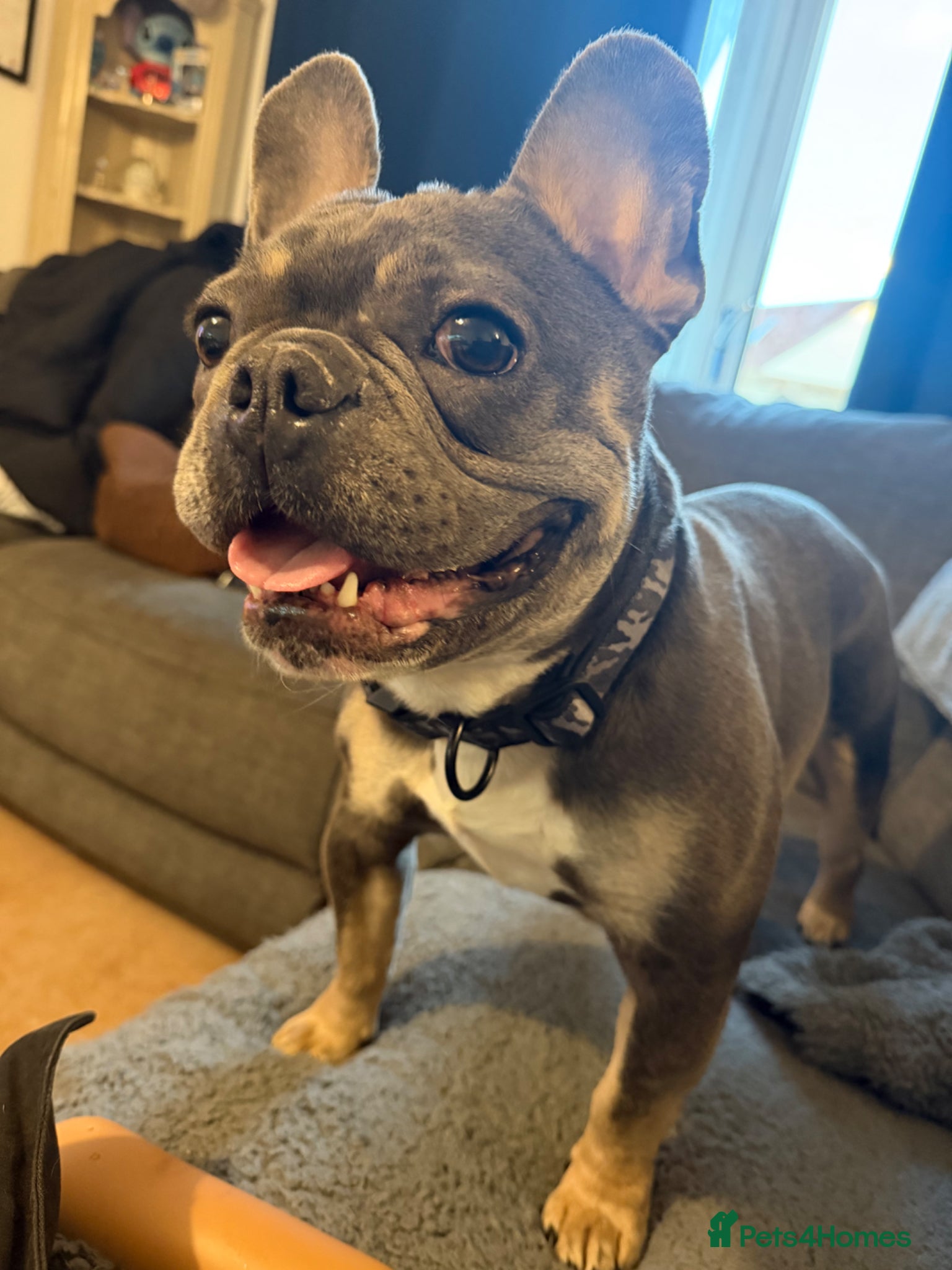 French Bulldog dogs 3 year old French bulldog  - Advert 2