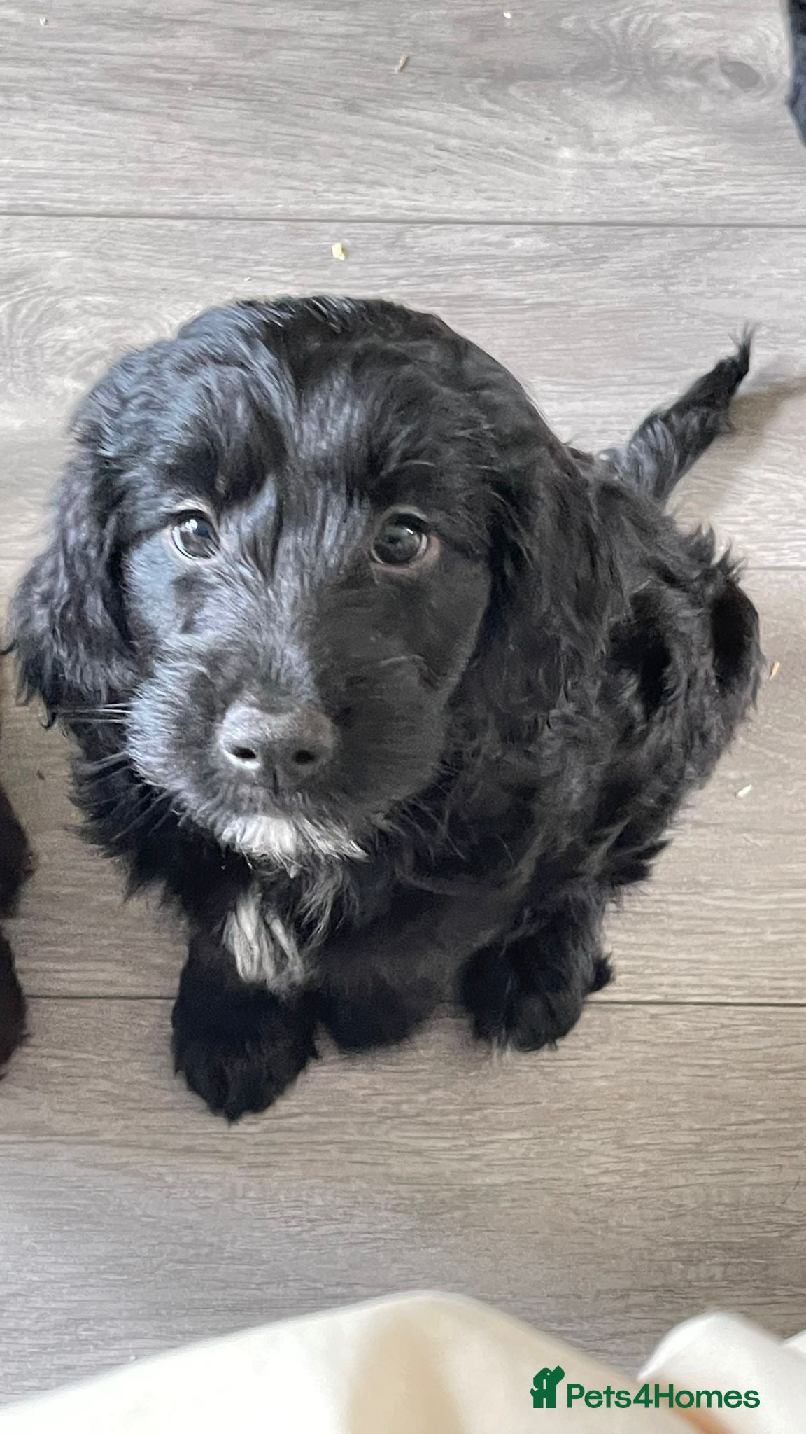 Mixed Breed dogs Sprockerpoo puppies  - Advert 15