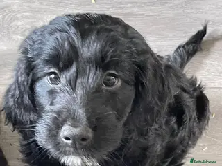 Mixed Breed dogs Sprockerpoo puppies - Advert 15