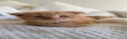 Scottish Fold cats for sale: Scottish fold x bengal - Advert 16