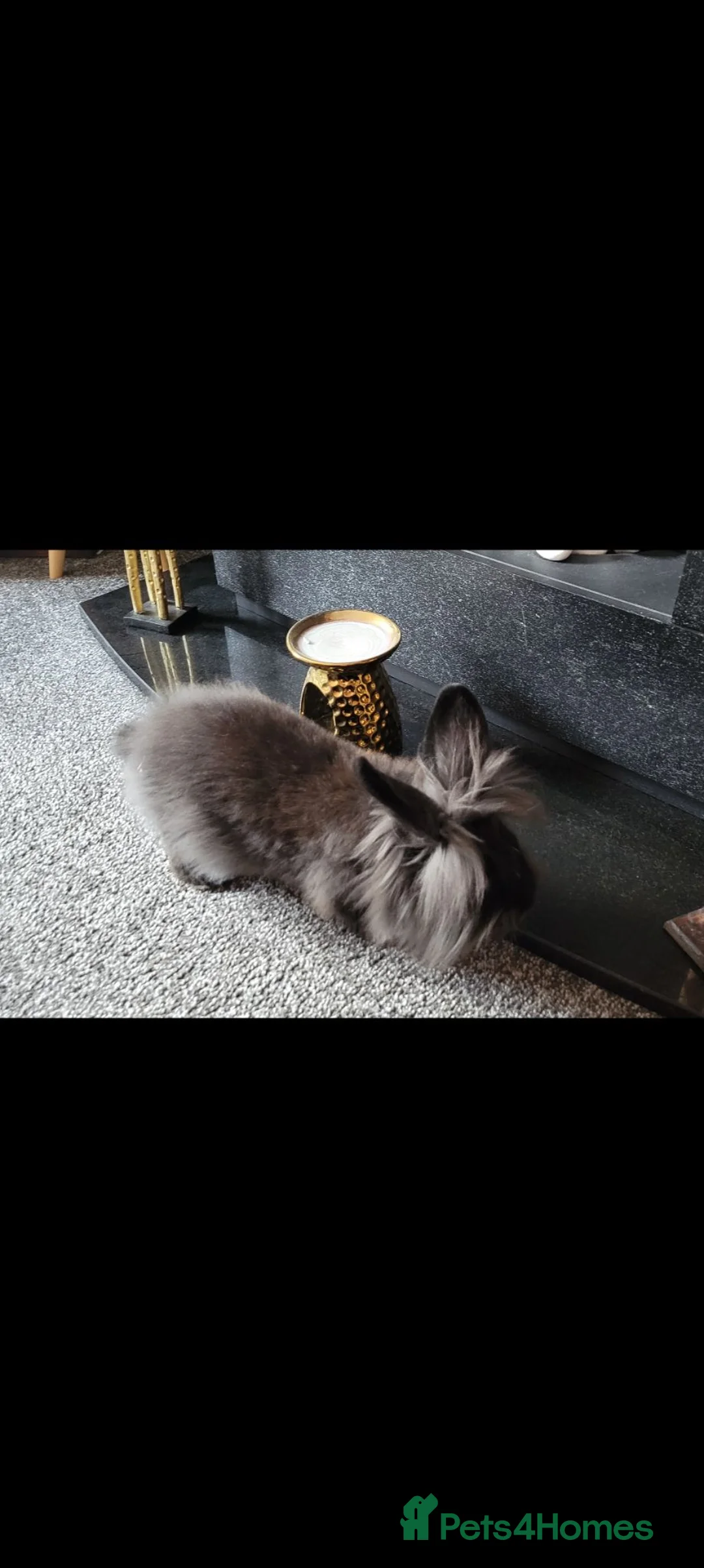 Mini Lion Lop rabbits for sale: Beautiful mini lionhead  in Bradford - Advert 2