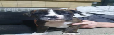 Boxer 1