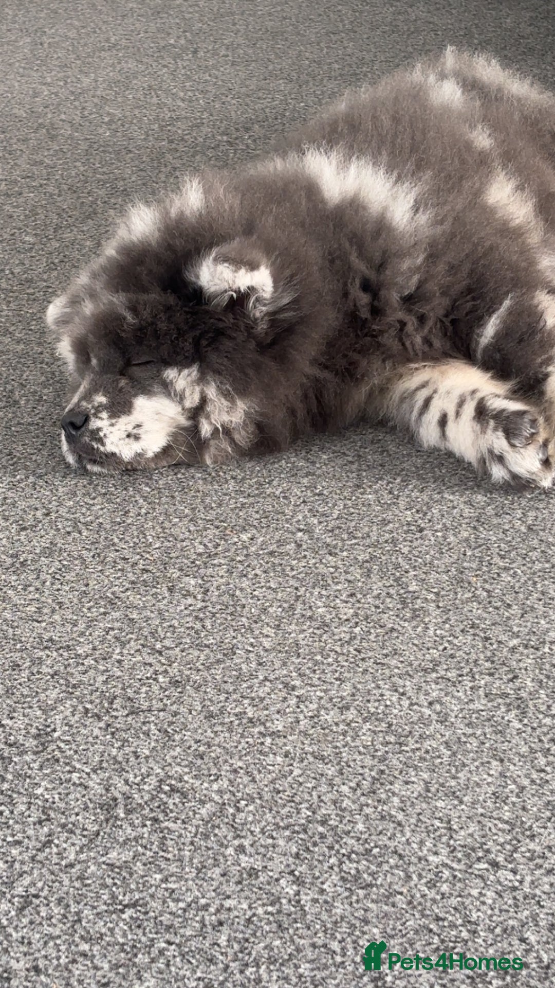 Chow Chow dogs for sale: Chow Chow  - Advert 2