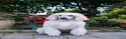 Standard Poodle dogs for sale: Outstanding Standard Poodle Puppies - Advert 5