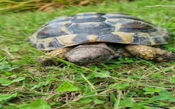 Hermann Tortoise reptiles for sale: Meet Speedy. 10 years male Hermann Tortoise  - Image 5