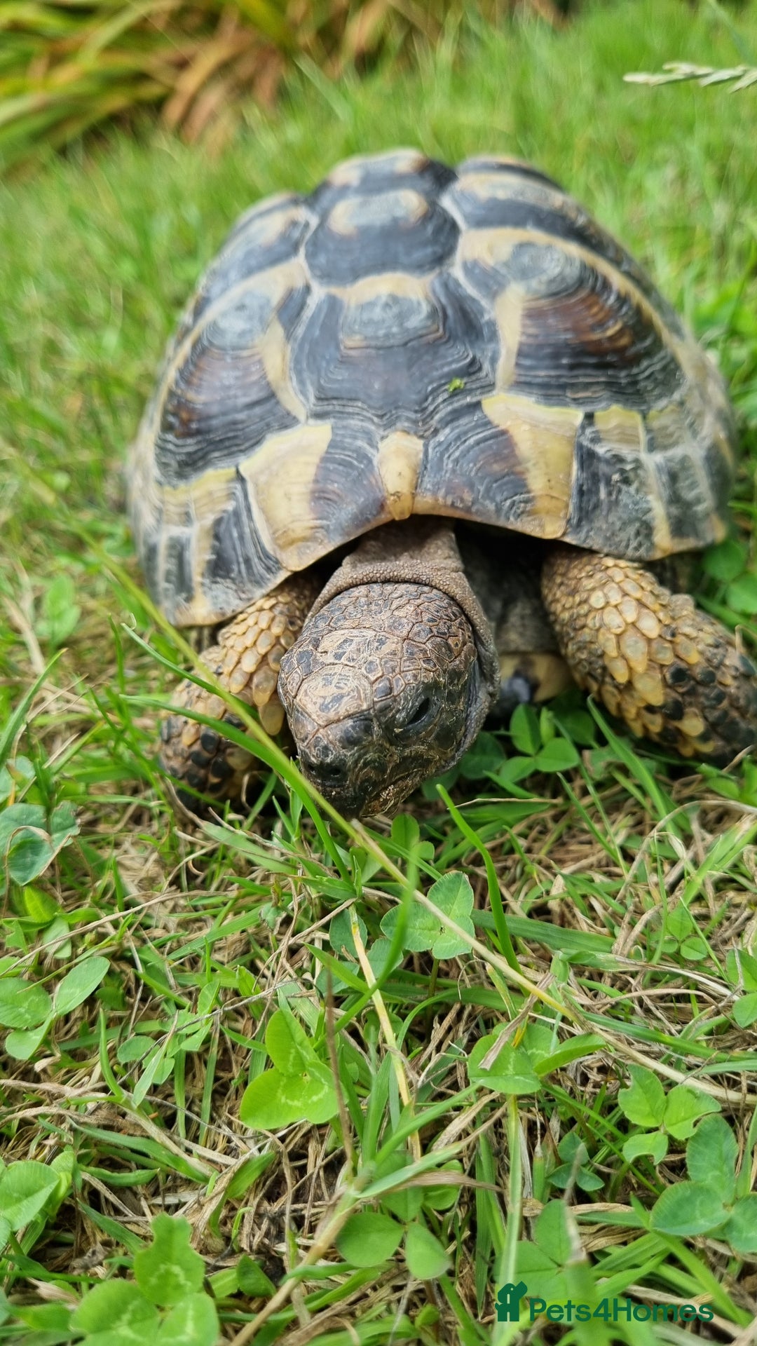 Hermann Tortoise reptiles for sale: Meet Speedy. 10 years male Hermann Tortoise  - Image 5