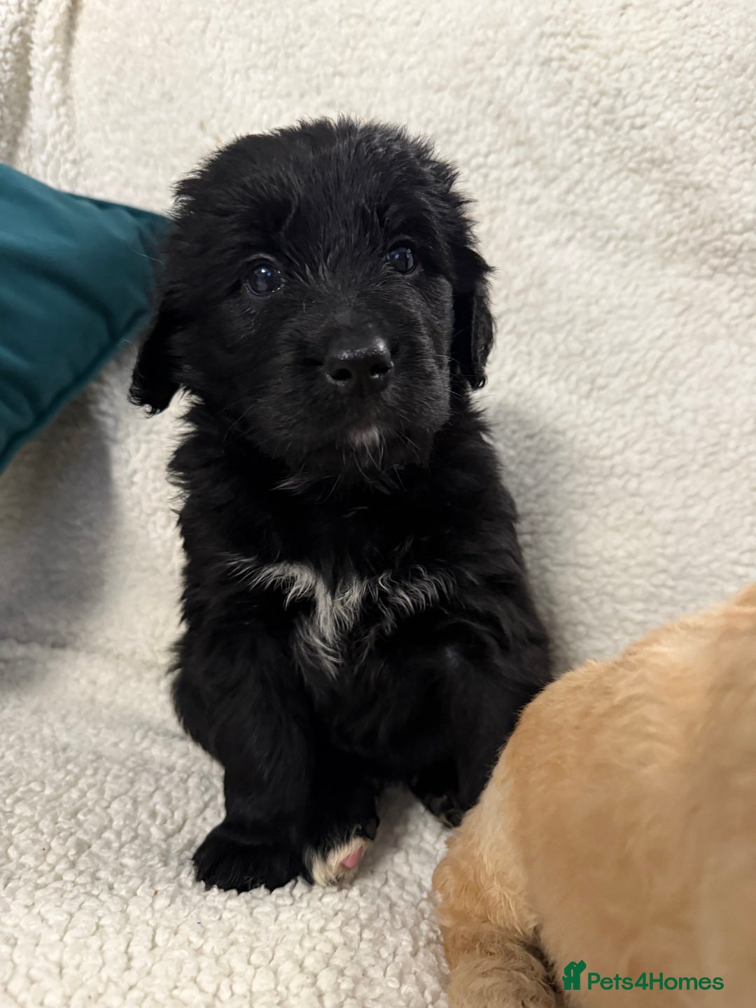 Bernedoodle dogs for sale: Bernedoodle puppies  - Advert 5