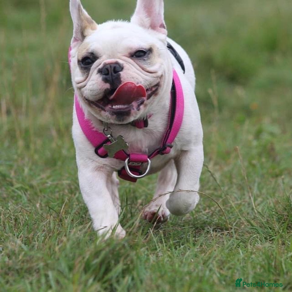 French Bulldog dogs Female white pied French bulldog  - Advert 5