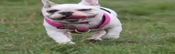 French Bulldog dogs for sale: Female white pied French bulldog  in Wallasey - Advert 1