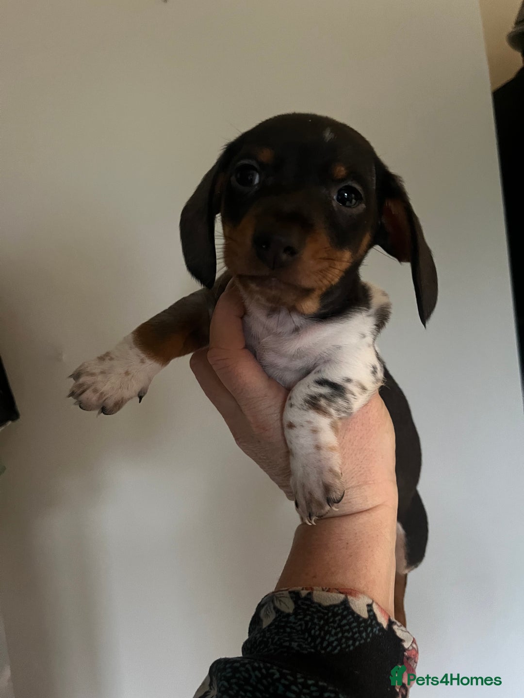 Miniature Dachshund dogs for sale: 💞Ready now Miniature dachshund 💞 - Advert 8