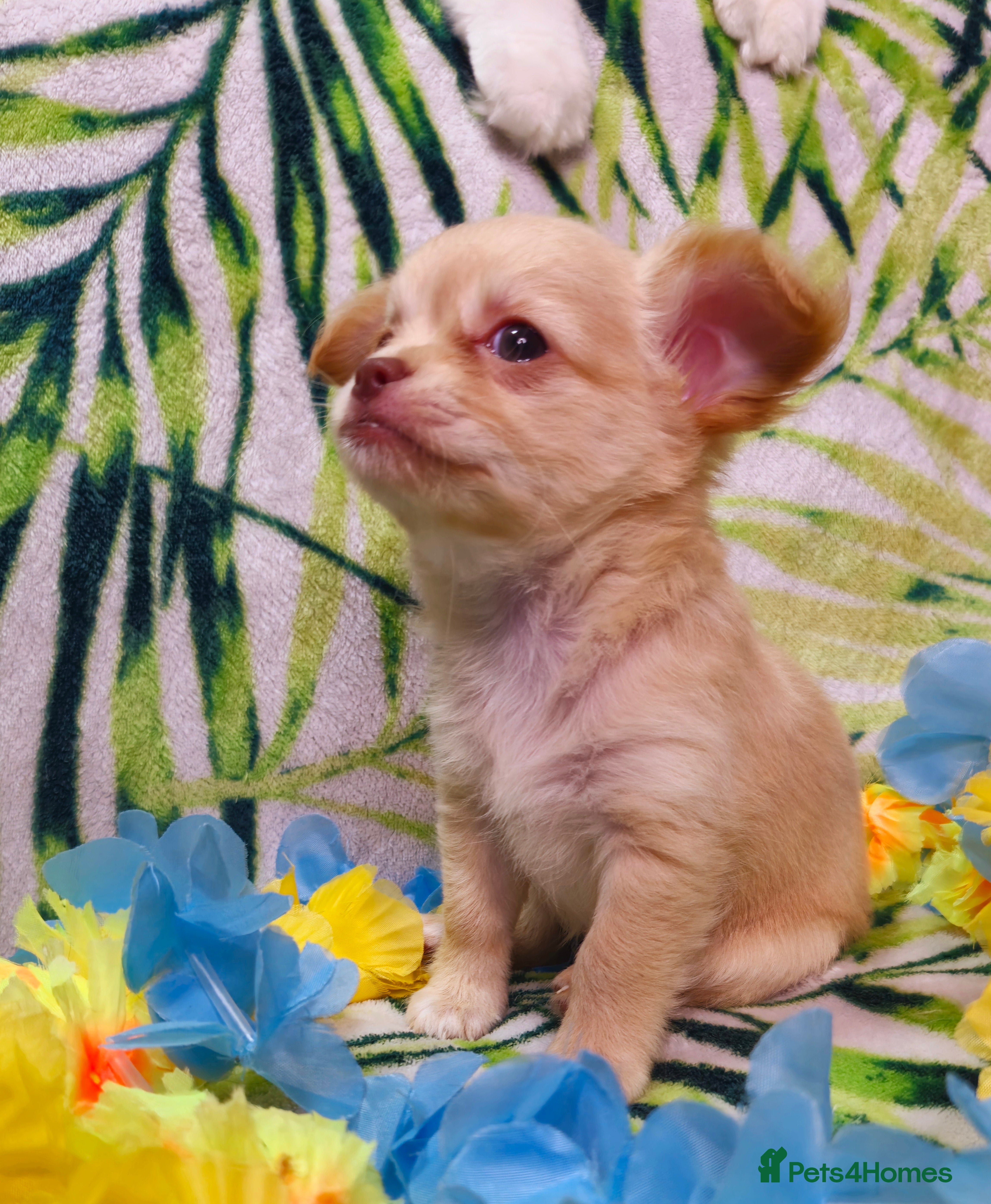 Chihuahua dogs !!Only one left!! KC Chihuahua Baby Girls - Advert 4