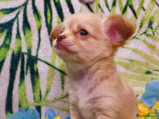 Chihuahua dogs !!Only one left!! KC Chihuahua Baby Girls - Advert 5