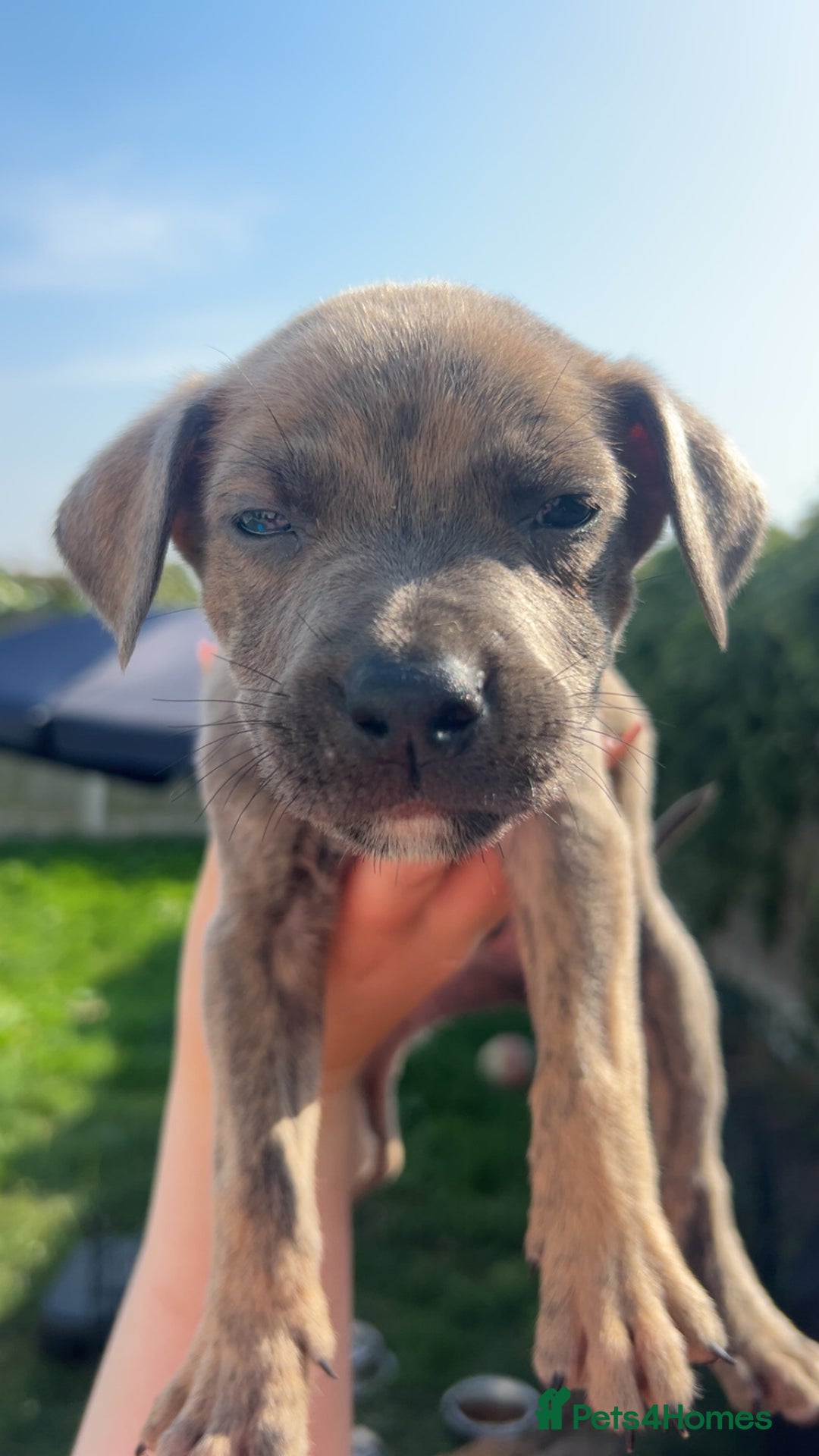 Mixed Breed dogs for sale: Outstanding terrier cross (bull Wheaton greyhound) - Image 7