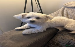 Maltese dogs for sale: Maltese terrier - Image 3