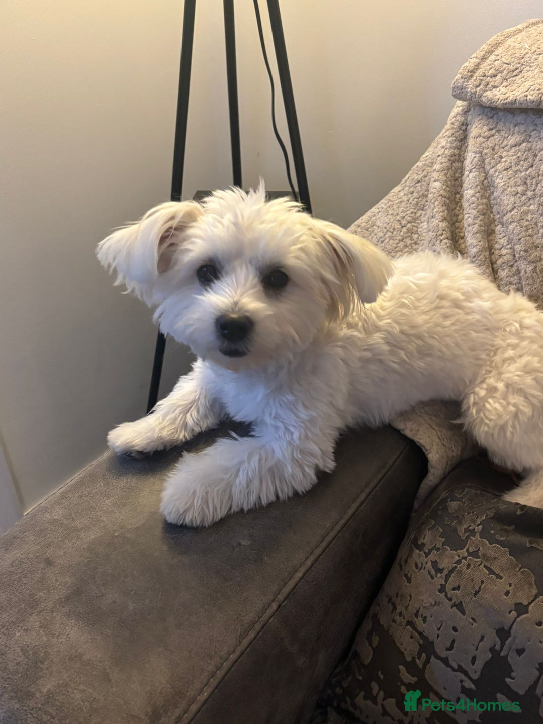 Maltese dogs for sale: Maltese terrier - Image 3