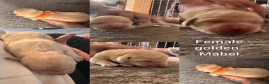 Labrador Retriever 3