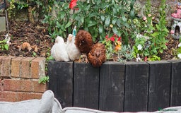 Hens poultry for sale:  FREE chickens 2 Rhode island Reds & 2 Leghorns - Image 6