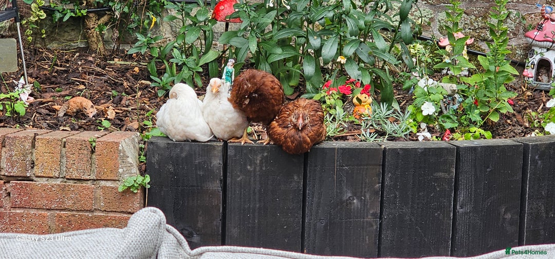 Hens poultry for sale:  FREE chickens 2 Rhode island Reds & 2 Leghorns - Image 6