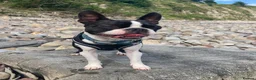 Boston Terrier dogs for stud: Buster - Advert 3