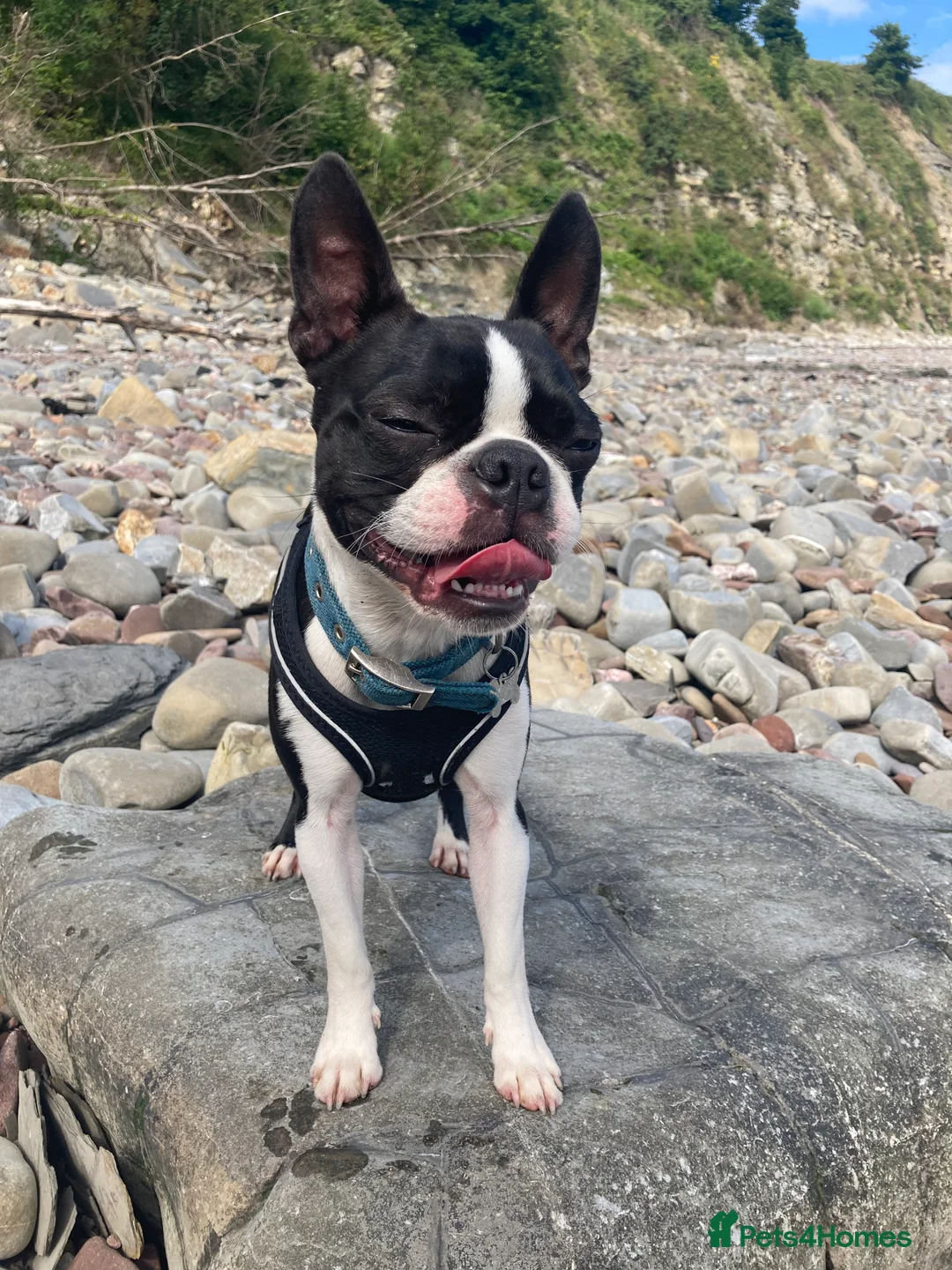 Boston Terrier dogs for stud: Buster - Advert 3