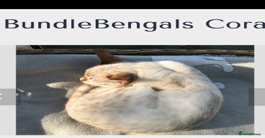 Bengal cats - Advert 3