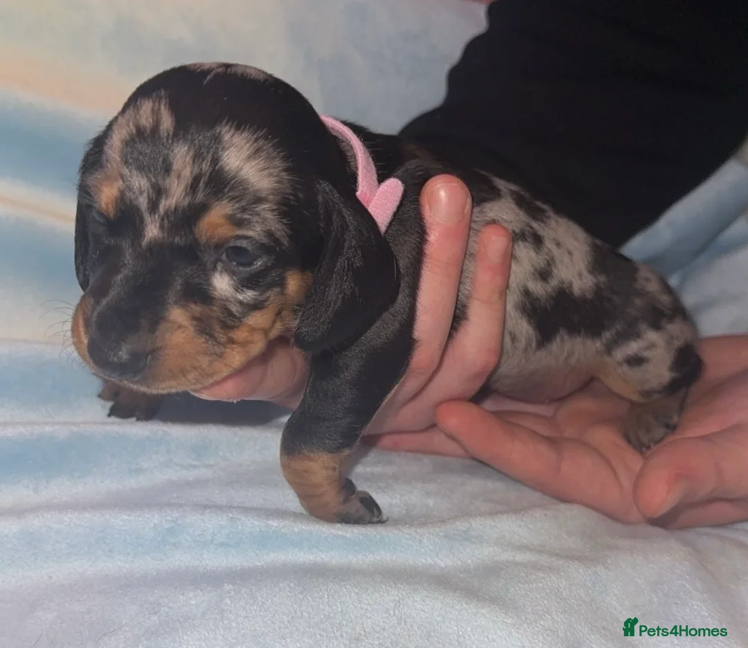 Miniature Dachshund dogs for sale: Litter of 5 beautiful miniature Dachshunds - Advert 3