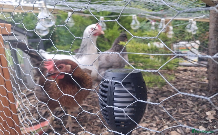 Chickens poultry - Advert 1