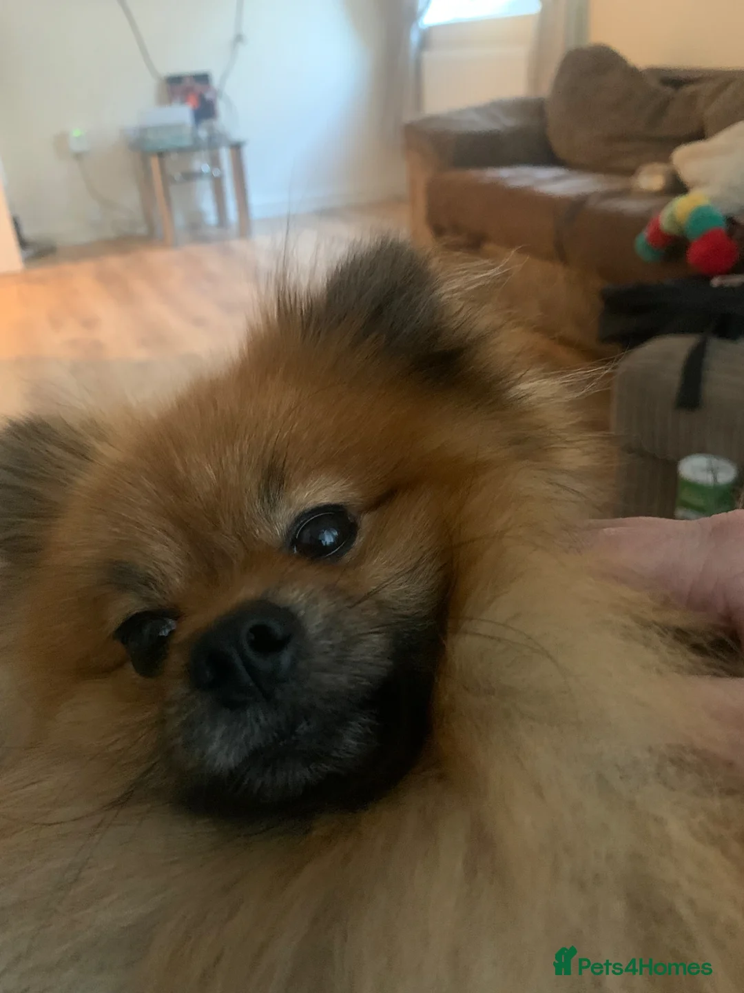Pomeranian dogs for sale: Pomarain - Advert 2
