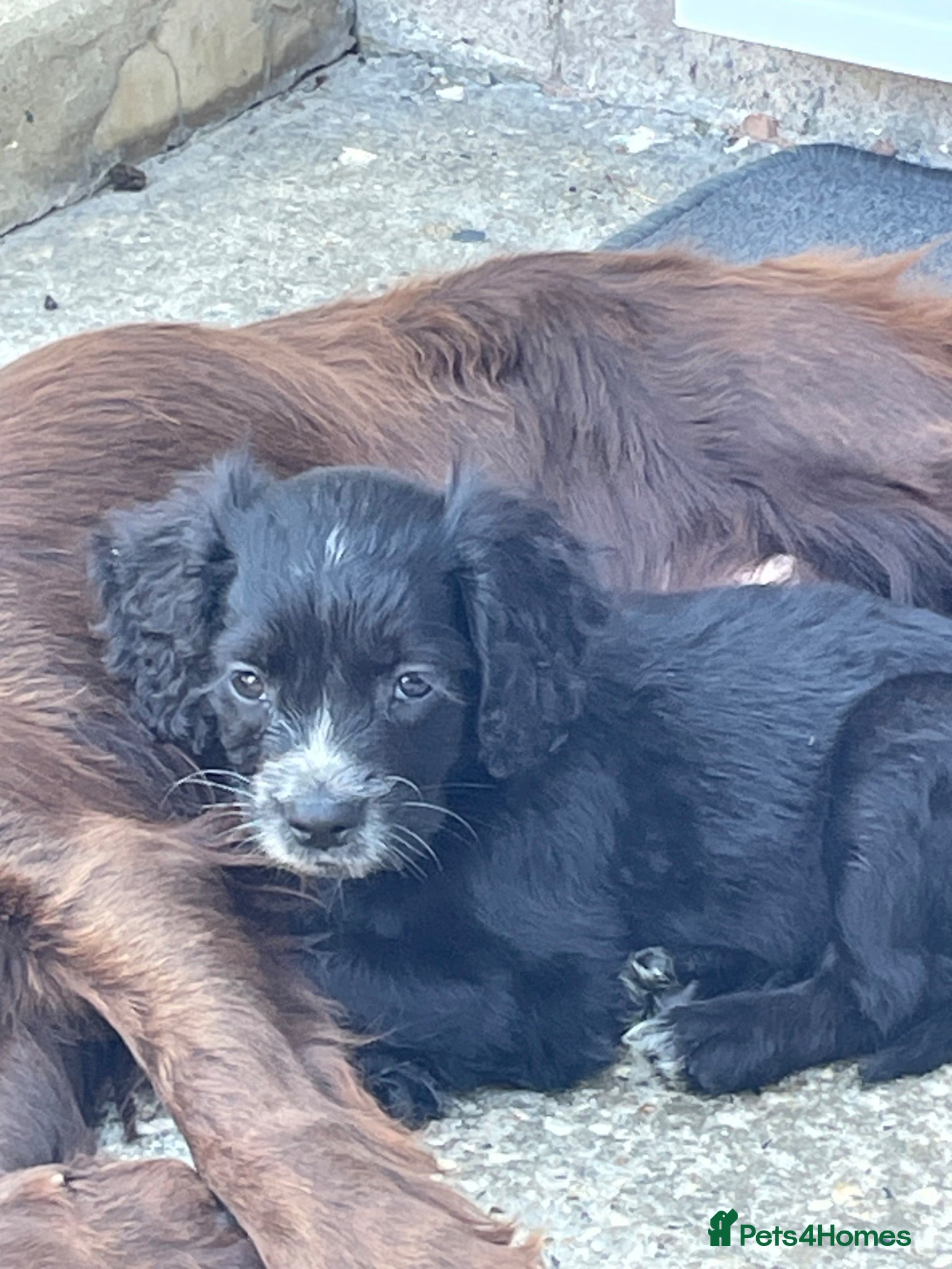 Cocker Spaniel dogs Cocker spaniel puppies  - Advert 1