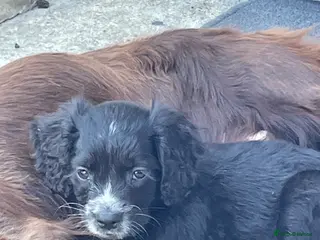 Cocker Spaniel dogs Cocker spaniel puppies - Advert 1