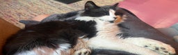 Mixed Breed cats for sale: Beautiful loving cat  - Advert 2