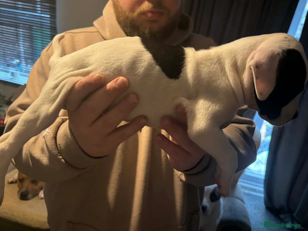 Mixed Breed dogs for sale: Bull cross staffy pups. LAST 2 GIRLS LEFT  - Advert 34