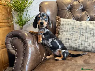 Miniature Dachshund dogs Miniature Dachshund Puppies - Advert 1